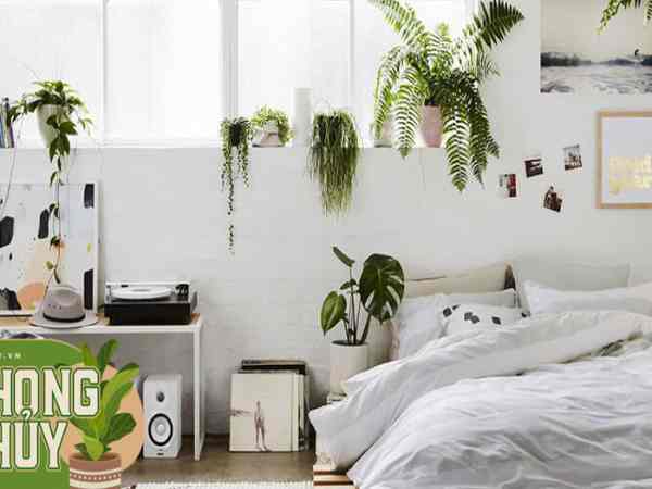 Cây xanh lớn và hoa giả là đồ vật không nên để trong phòng ngủ Cây xanh lớn và hoa giả là đồ vật không nên để trong phòng ngủ