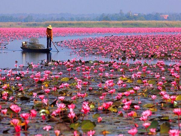 Mơ thấy hoa súng là điềm báo lành hay dữ?