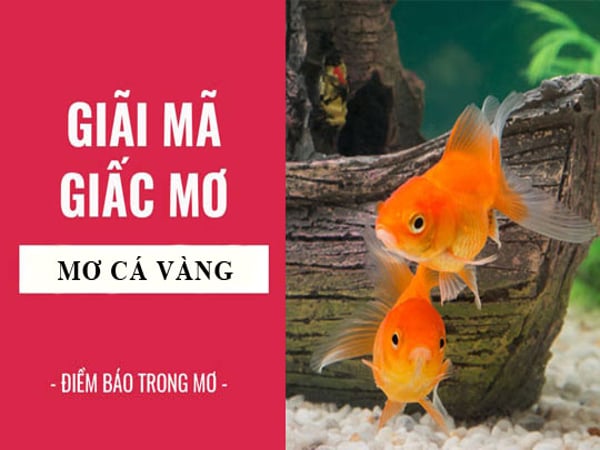 Mơ thấy cá vàng điềm báo lành hay dữ?