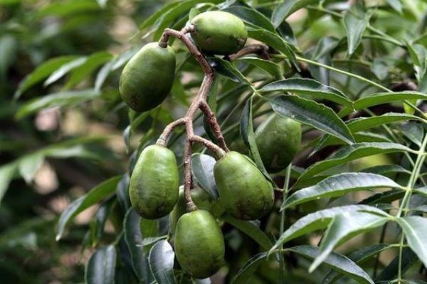 Mơ thấy quả cóc