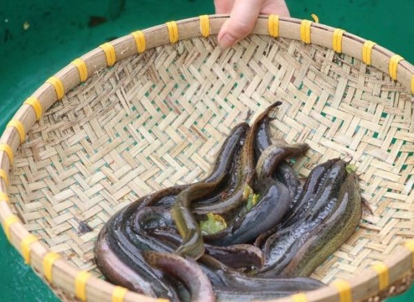 Mơ thấy cá chạch