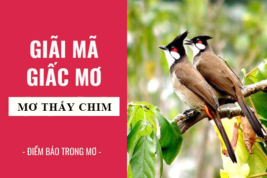 Nằm mơ thấy chim là điềm báo gì? Đánh con gì trúng xổ số?