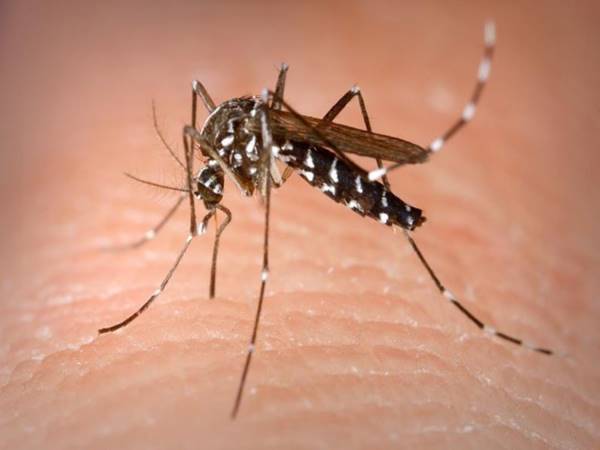 Mùa nào nhiều muỗi nhất? Cách chống muỗi hiệu quả