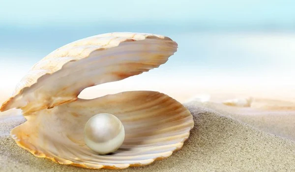 Nhìn thấy ngọc trai có phải dấu hiệu của sự giàu sang?