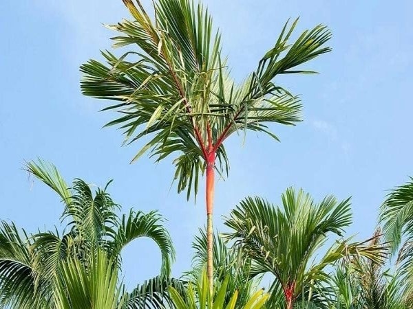 Ý nghĩa giấc mơ thấy cây cau may mắn hay biến động?