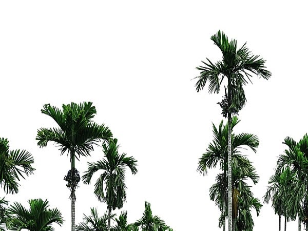 Mơ thấy cây cau đánh con gì những con số tài lộc Mơ thấy cây cau đánh con gì những con số tài lộc