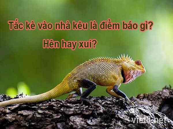 tắc kè hoa vào nhà