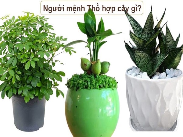 Tại sao người mệnh Thổ nên chọn cây hợp mệnh?