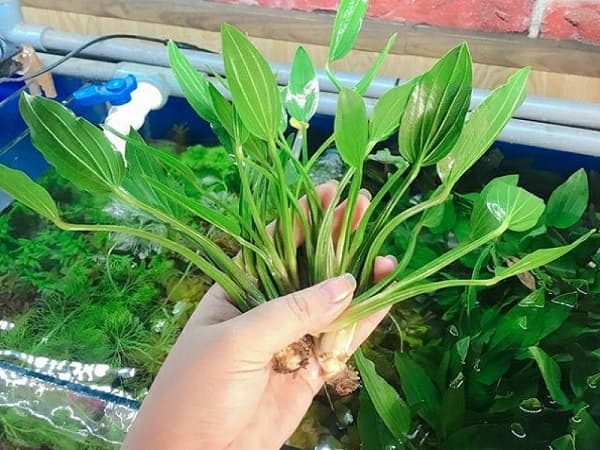 Người mệnh khác có nên trồng không? Người mệnh khác có nên trồng không?