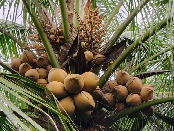 Nằm mơ thấy cây dừa là điềm gì, số gì phát tài?