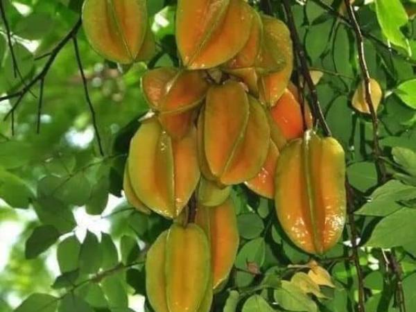 Giải mã các trường hợp mơ thấy cây khế