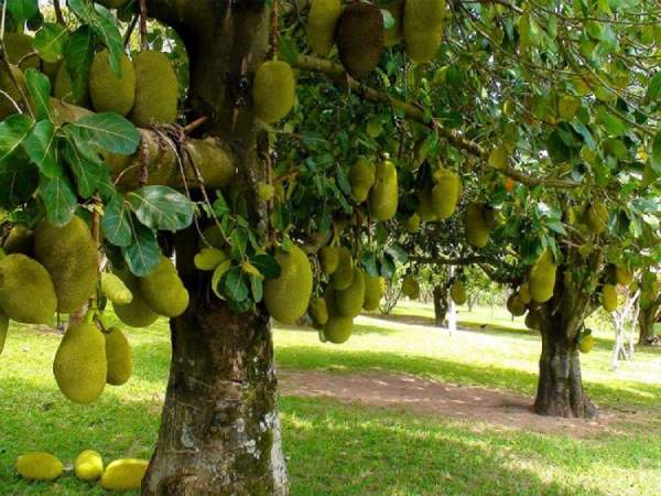 Nằm mơ thấy cây mít có ý nghĩa gì, chọn con gì vượng phát?