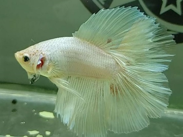 Con cá trắng số mấy theo từng trường hợp cụ thể