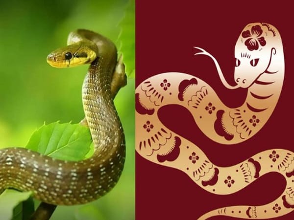 Tổng quan tử vi tuổi Tỵ ngày 15/6/2026