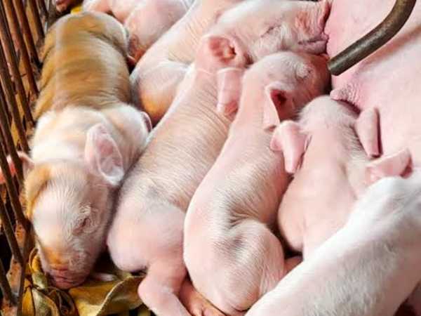 Con heo số mấy? Những con số được nhiều người tham khảo