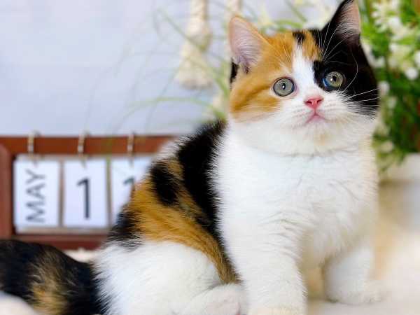 Mèo tam thể mang ý nghĩa gì trong phong thủy?